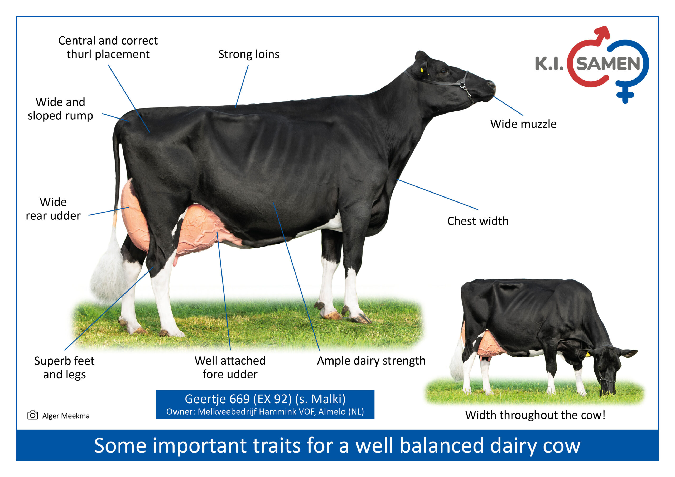 Well balanced dairy cow_EN_KI LOGO