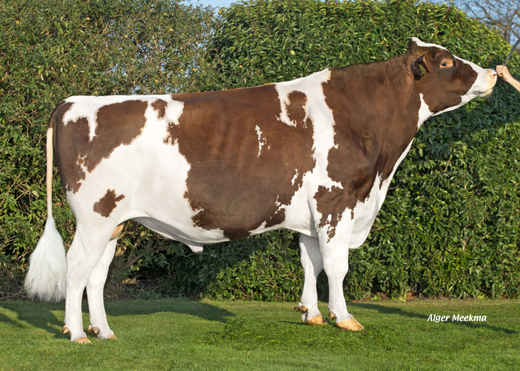 Huntje Holstein Red River is de topper van de index draai augustus 2022