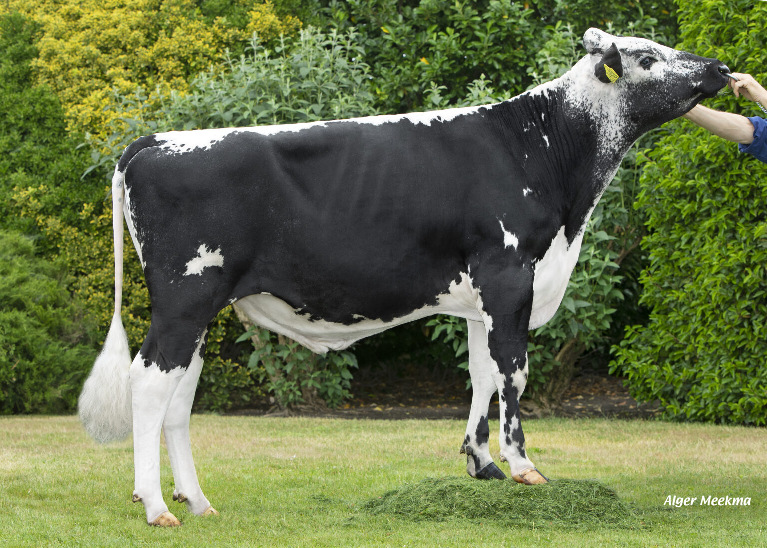 Their distinctive markings make Lineback bulls unique