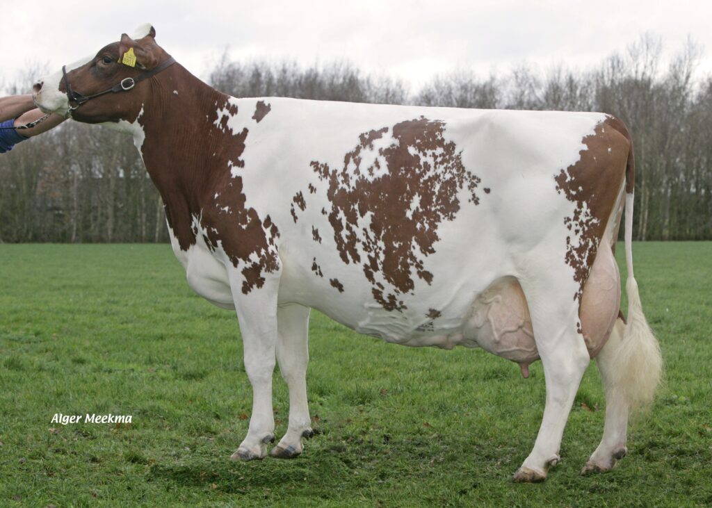 Mien 36 (VG 88) moeder van Conqueror (Pp)