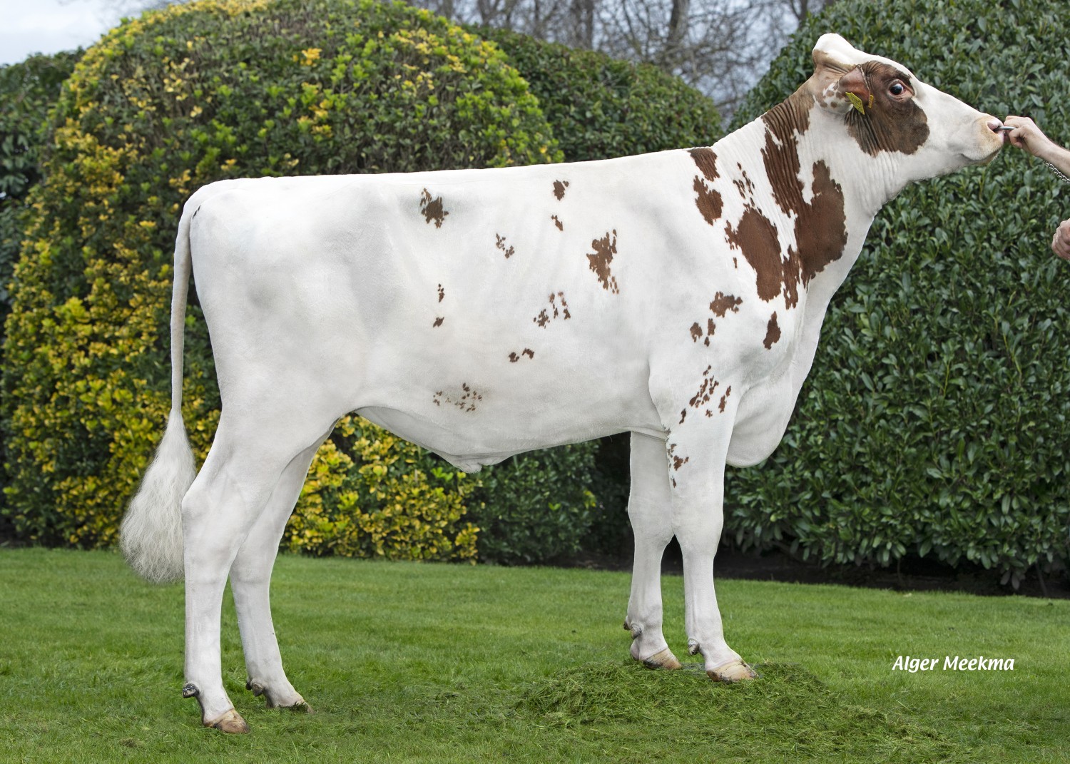 Cyrius Red P is the new future bull of the month