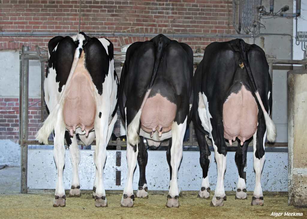 Tobor daughters Marianne 358, 359 and 361. Picture of dairy cows. ideal for robot milking systems.