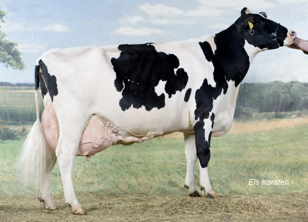 100-tonner, show winner, brood cow and bull dam Bonhill Warsi 19 (s. Lightning).