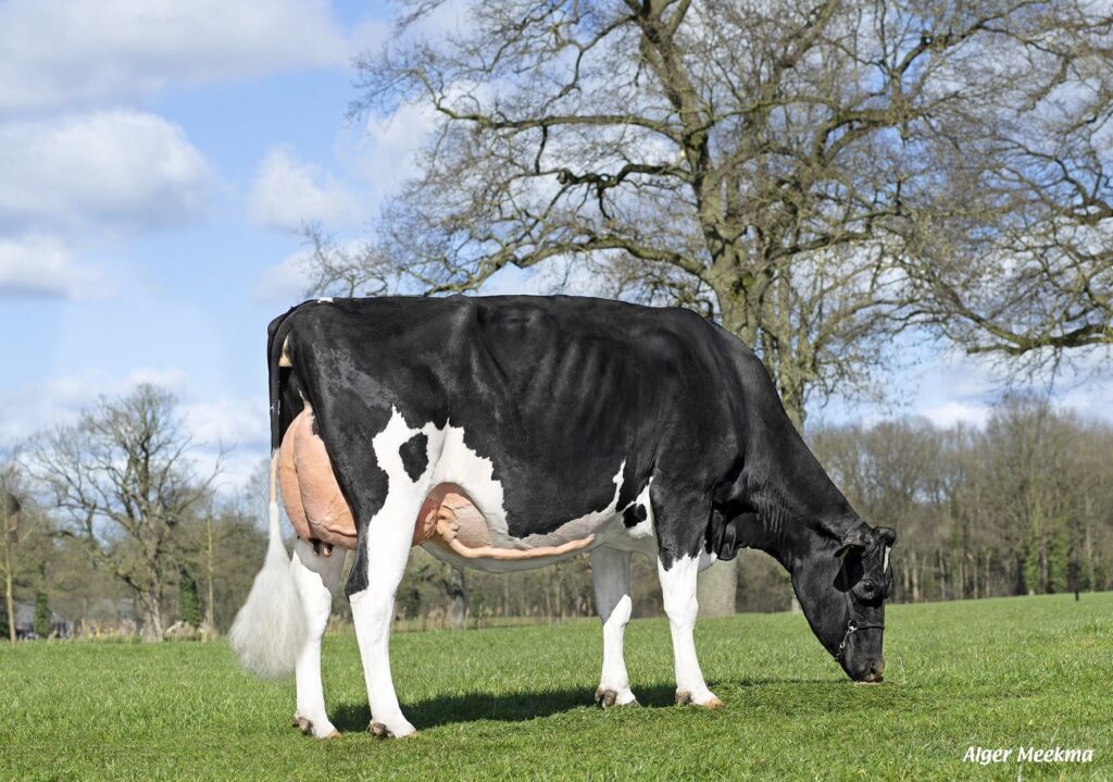 Holstein dairy cow grazing on green pasture with well-defined udder and sleek black-and-white coat, photographed outdoors on a sunny day with trees in the background