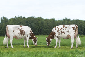 Grashoek Ruth 181 & Grashoek Rita 12
