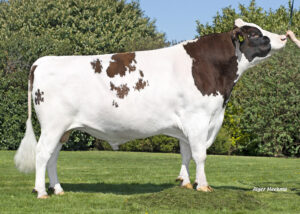 Bonhill Dex van de Peul