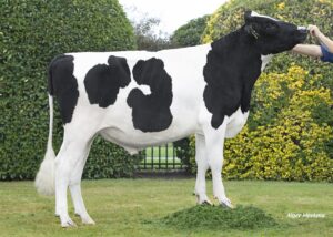 Broeklander G Littler