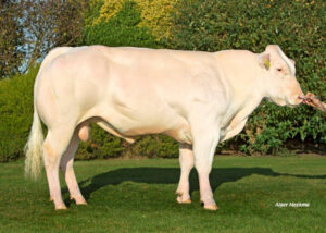 Bobo van de Graashook