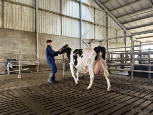 K.I. Samen Employee Handling Cow
