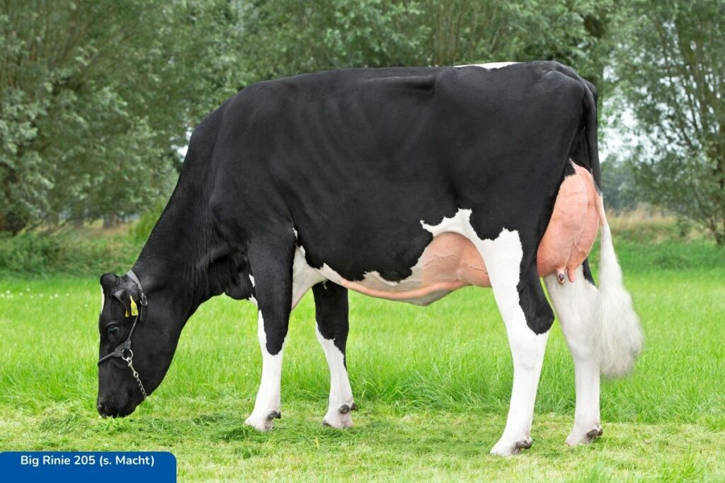 Big Rinie 205 (s. Macht)